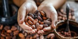 The effect of roasted cocoa beans