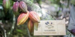 [Hành trình Việt Nam Sản phẩm Việt Nam - The Best Of Vietnam] Đề cử 211 Sản phẩm Cacao Trọng Đức