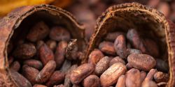 What is cocoa powder? What are the benefits of drinking cocoa?