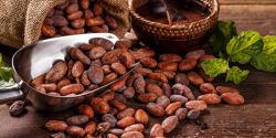 Is Cocoa Bean Edible?