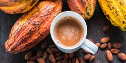 How Cocoa Prevent Body Disease?