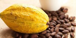 Why is Vietnam's cocoa powder the best in the world?