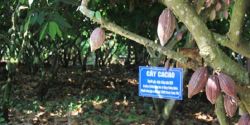 Cocoa tree: Characteristics, origin, effects and economic value of cocoa tree