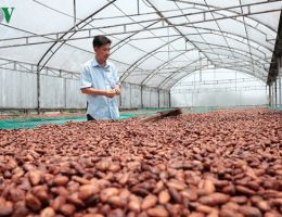Cacao Bungo 3 in 1: Dong Nai's first and only 5-star OCOP product