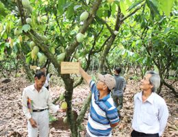 Trong Duc Cocoa Company Limited: "Agriculture must be associated with processing if you want to be the master"