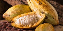 Prevention of cardiovascular disease with cocoa