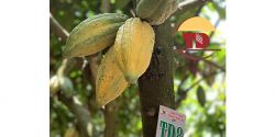 Vườn Cacao Trọng Đức - Điểm dừng chân lý tưởng khi đến Định Quán – Đồng Nai