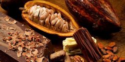 Cách phân biệt bột cacao nguyên chất và bột cacao pha