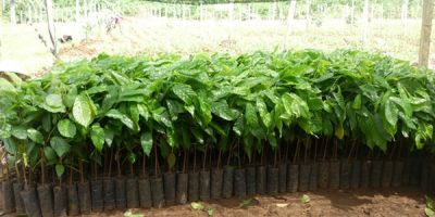 Cung cấp cây giống cacao
