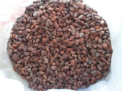 Cocoa beans