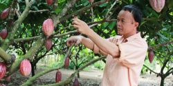 Challenges of the Cocoa Industry in the Face of Hot growth