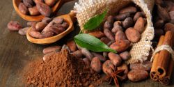 Xây dựng vùng chuyên canh cacao lớn nhất Đồng Nai