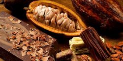 Nutritional composition of cocoa beans