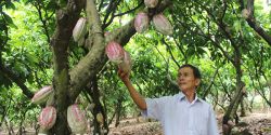 Building the largest cocoa growing area in Dong Nai