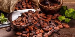 8 benefits of cocoa powder and contraindications to use