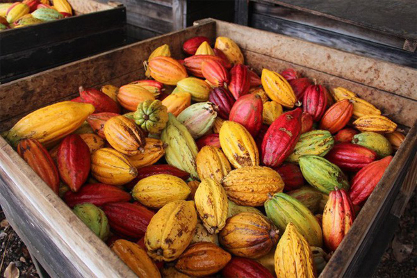 Quy Trình Chế Biến Bột Cacao Nguyên Chất